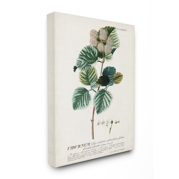 Stupell Industries Botanical Plant Illustration Seeds Vintage Design Canvas Wall Art by Unknown