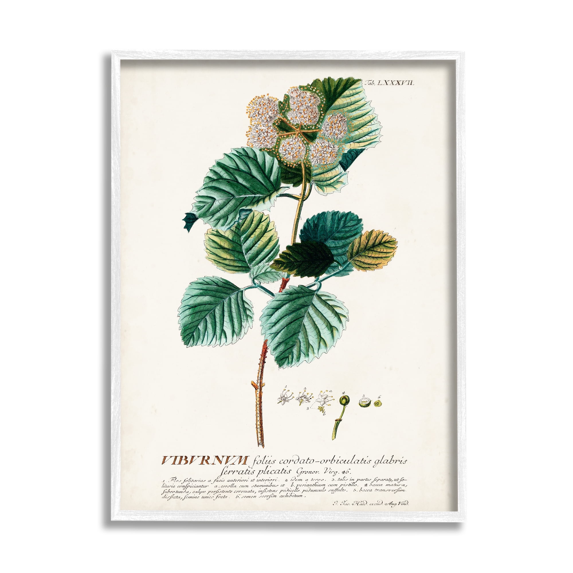 Stupell Industries Botanical Plant Illustration Seeds Vintage Design Drawing Print Framed Art Print Wall Art, 11x14, By World Art Group