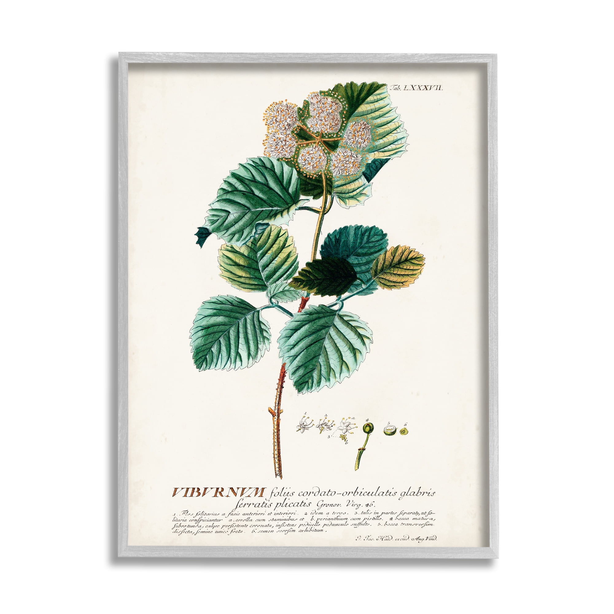 Stupell Industries Botanical Plant Illustration Seeds Vintage Design Drawing Print Framed Art Print Wall Art, 24x30, By World Art Group
