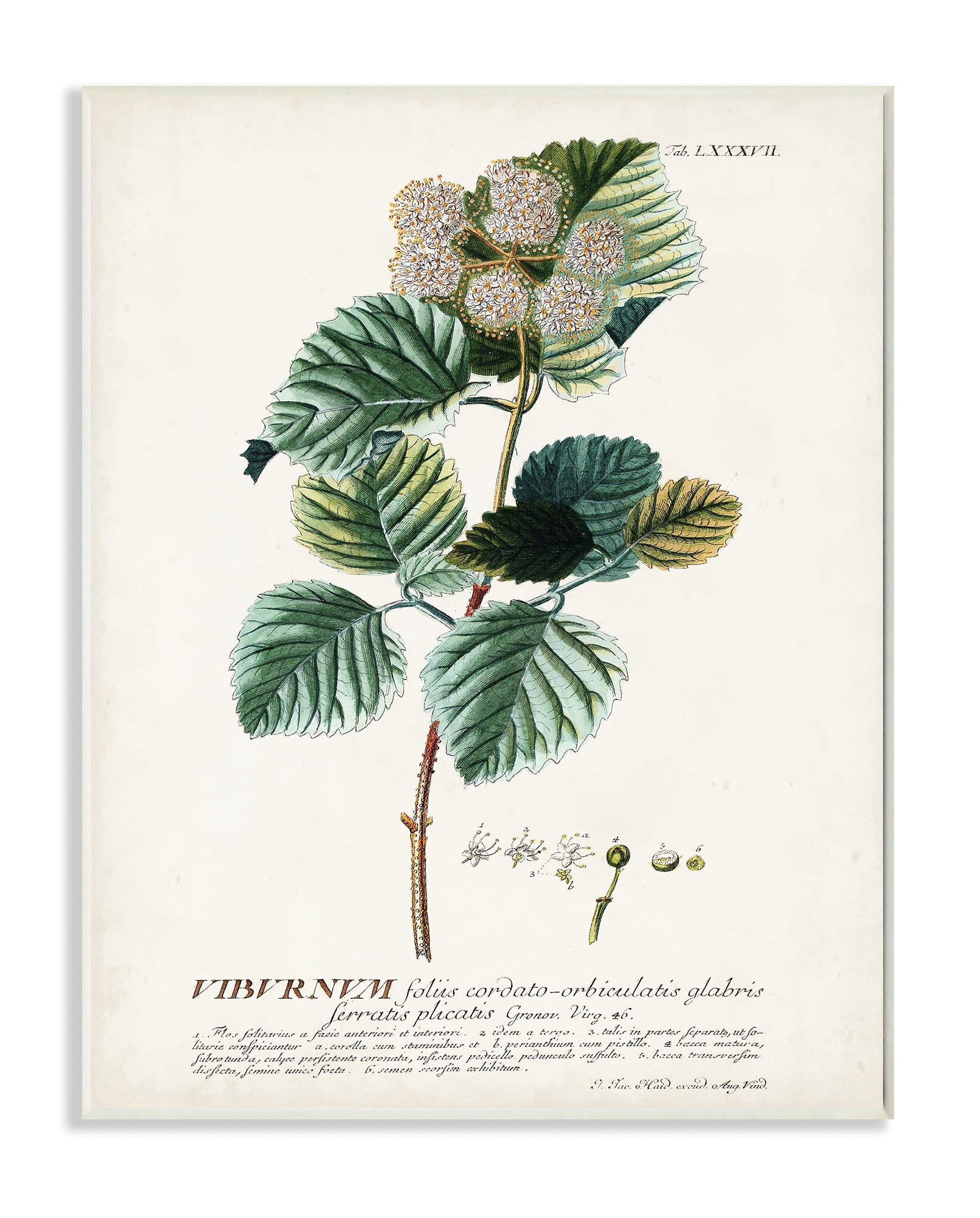 Stupell Industries Botanical Plant Illustration Seeds Vintage Design Drawings Unframed Art Print Wall Art, 10x15, by Unknown