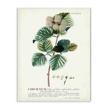 Stupell Industries Botanical Plant Illustration Seeds Vintage Design Drawings Unframed Art Print Wall Art, 10x15, by Unknown