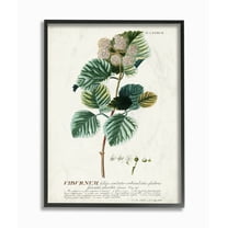 Stupell Industries Botanical Plant Illustration Seeds Vintage Design Framed Wall Art by Unknown