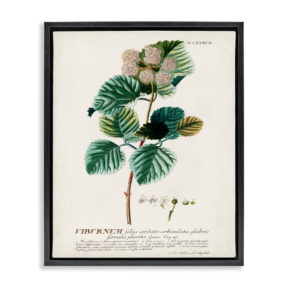 Stupell Industries Botanical Plant Illustration Seeds Vintage Design Jet Black Framed Floating Canvas Wall Art, 16x20, by World Art Group