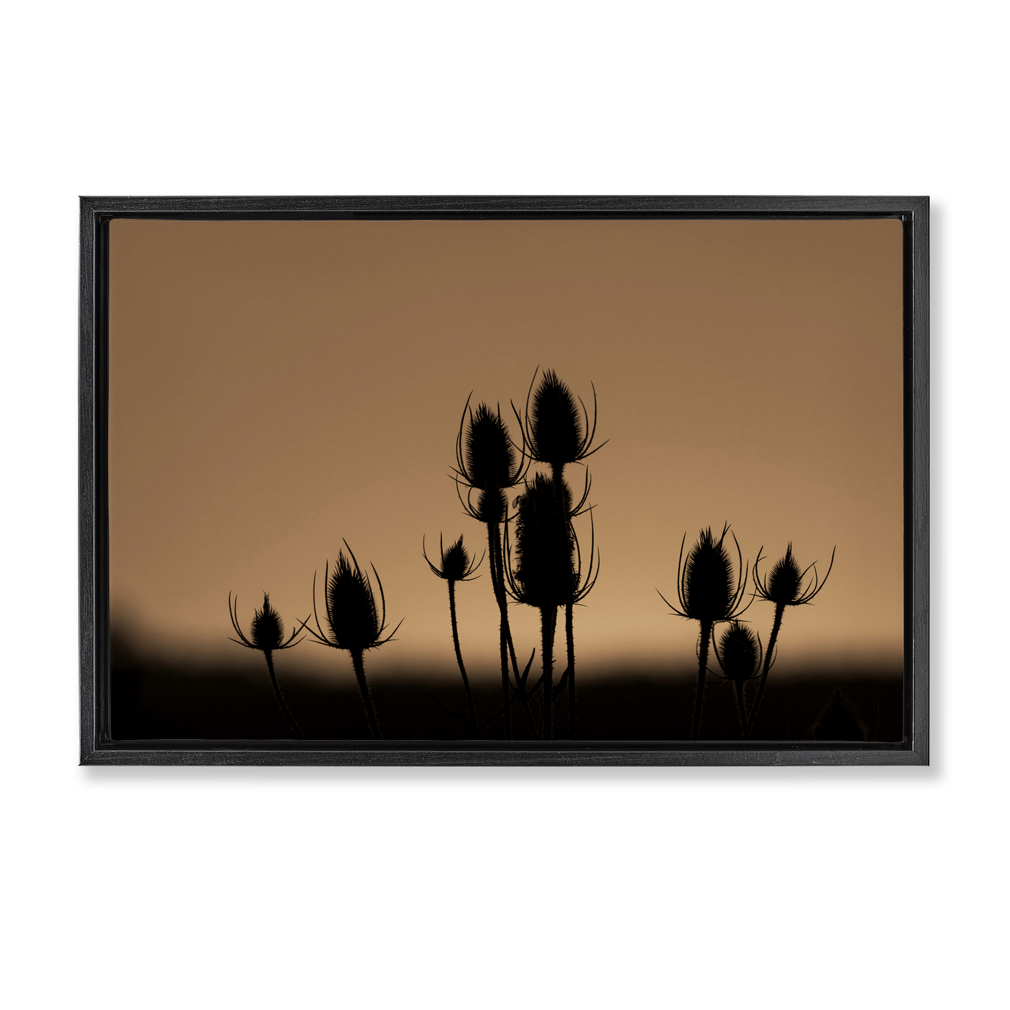 Stupell Industries Botanical Sprigs Silhouettes Plants & Flowers Photography Black Floater Framed Canvas Art Print Wall Art, 25 x 17