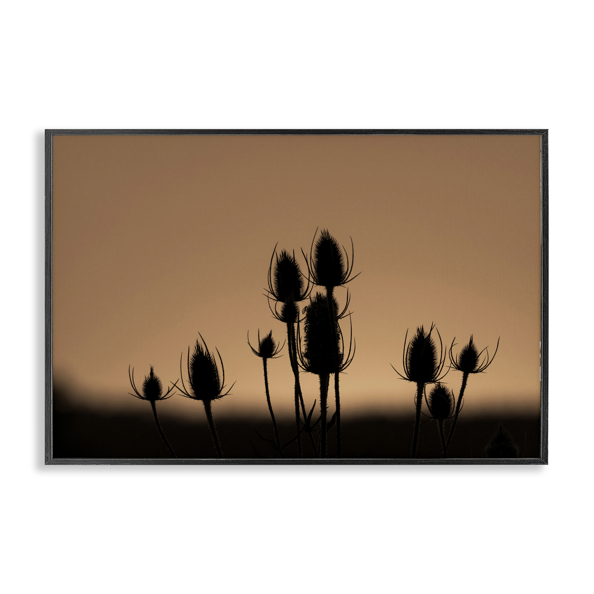 Stupell Industries Botanical Sprigs Silhouettes Plants & Flowers Photography Black Framed Art Print Wall Art, 18 x 12