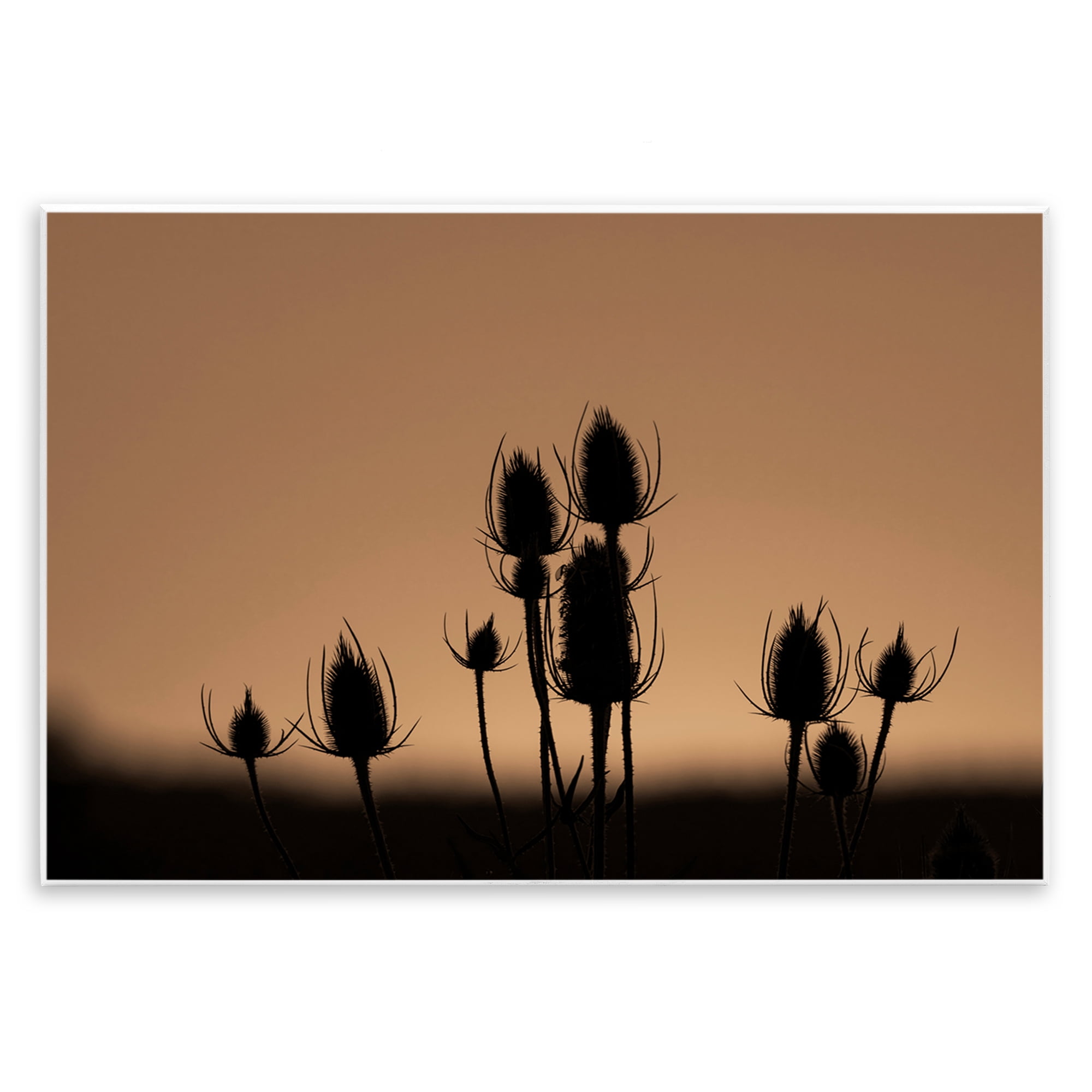 Stupell Industries Botanical Sprigs Silhouettes Plants & Flowers Photography Unframed Art Print Wall Art, 19 x 13