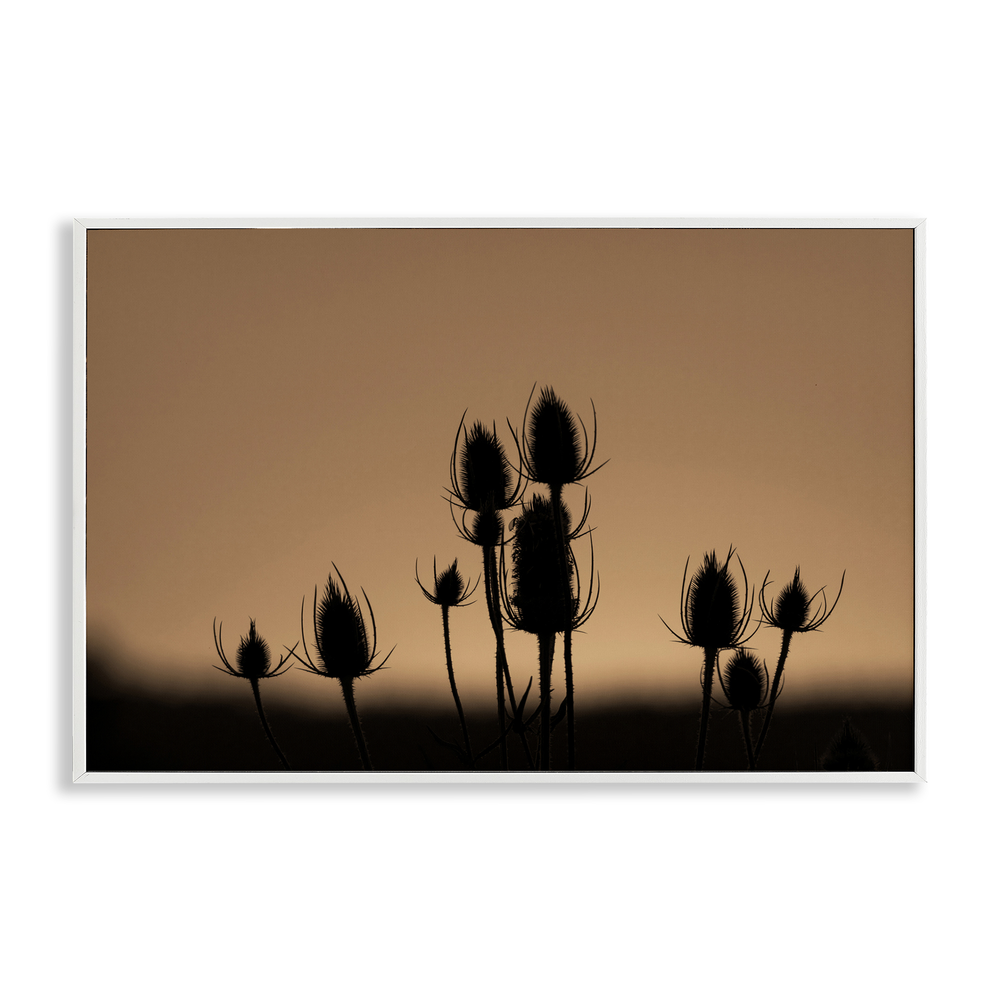 Stupell Industries Botanical Sprigs Silhouettes Plants & Flowers Photography White Framed Art Print Wall Art, 30 x 20