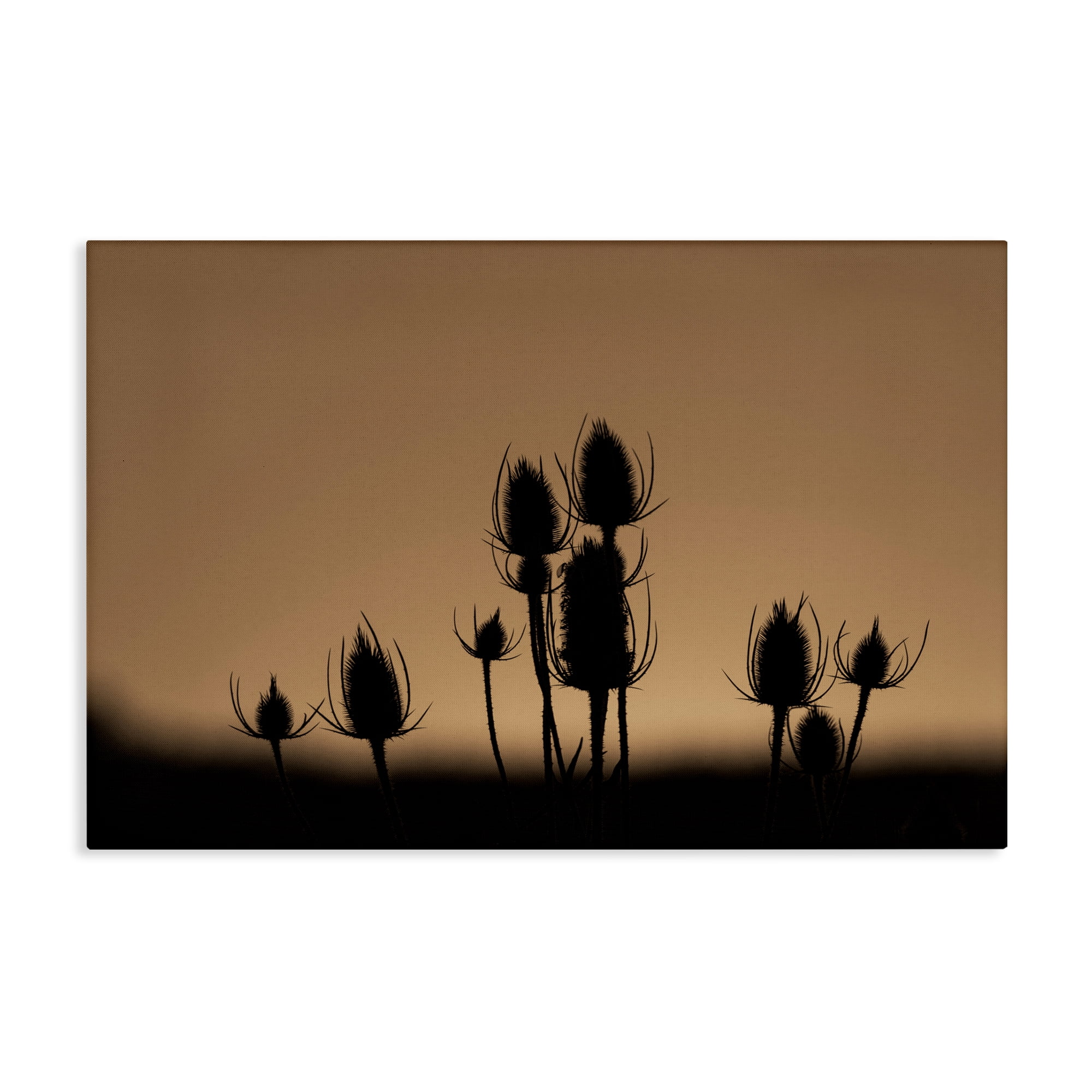 Stupell Industries Botanical Sprigs Silhouettes Plants & Flowers Photography Wrapped Canvas Art Print Wall Art, 36 x 24