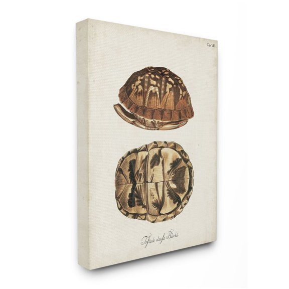 Stupell Industries Box Turtle Shell Scientific Aquatic Reptile Study Designed by Unknown Artist