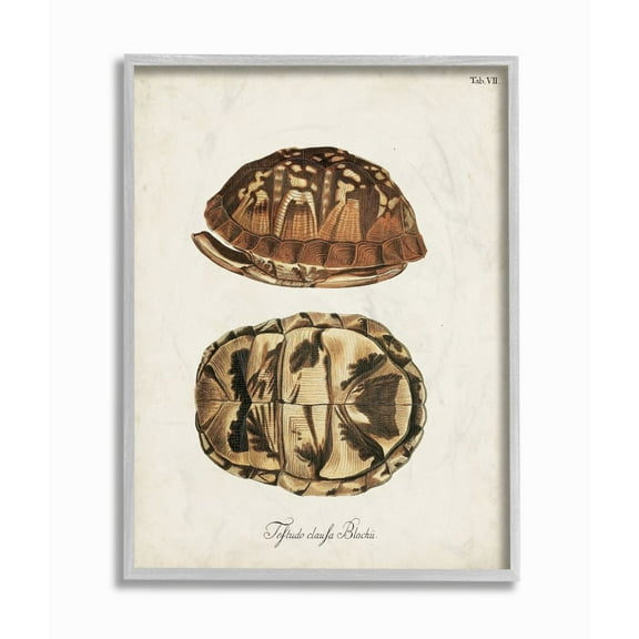 Stupell Industries Box Turtle Shell Scientific Aquatic Reptile Study Designed by Unknown Artist