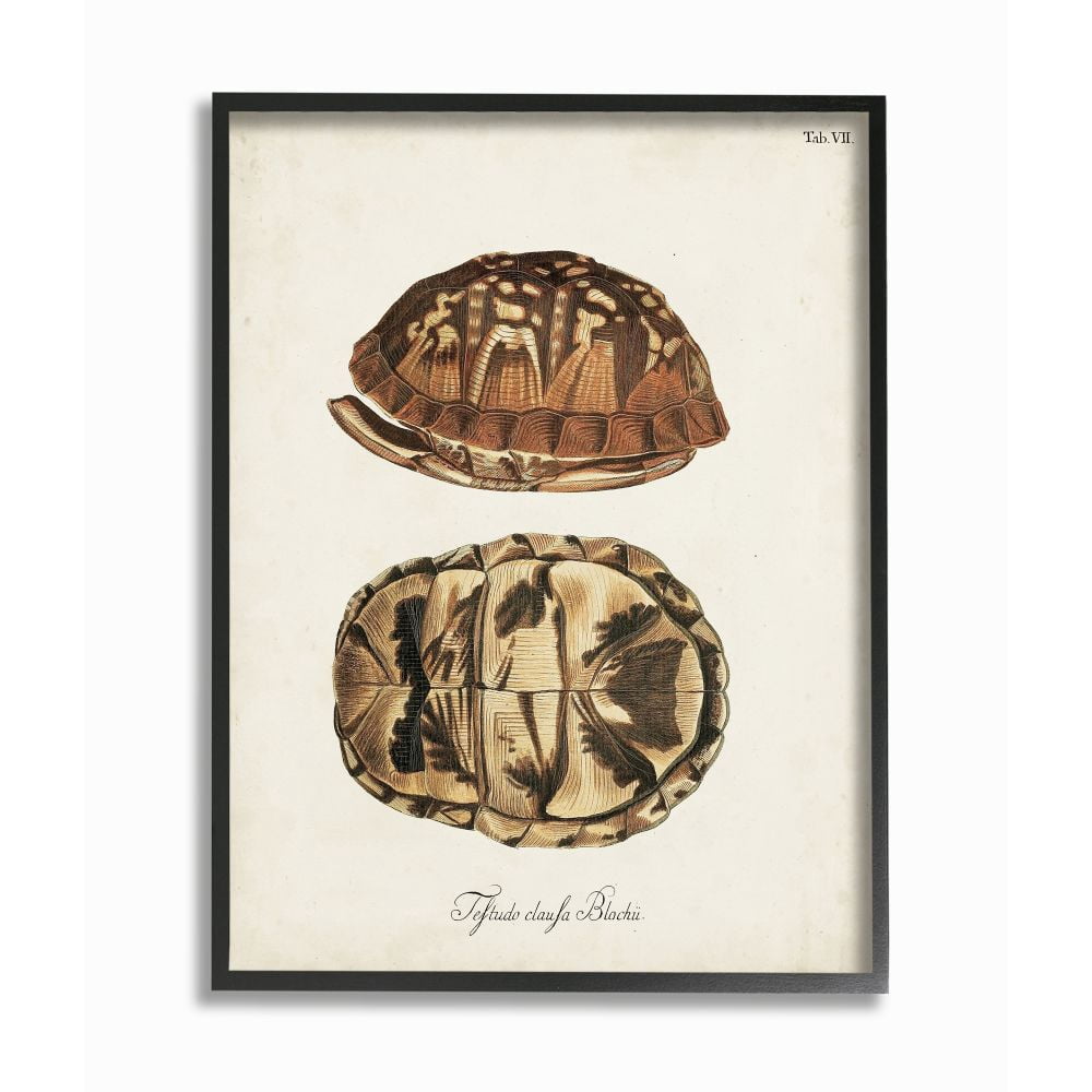 Stupell Industries Box Turtle Shell Scientific Aquatic Reptile Study Graphic Art Black Framed Art Print Wall Art, 24x30, by Unknown Artist
