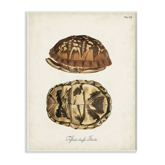 Stupell Industries Box Turtle Shell Scientific Aquatic Reptile Study Graphic Art Unframed Art Print Wall Art, 10x15, by Unknown Artist