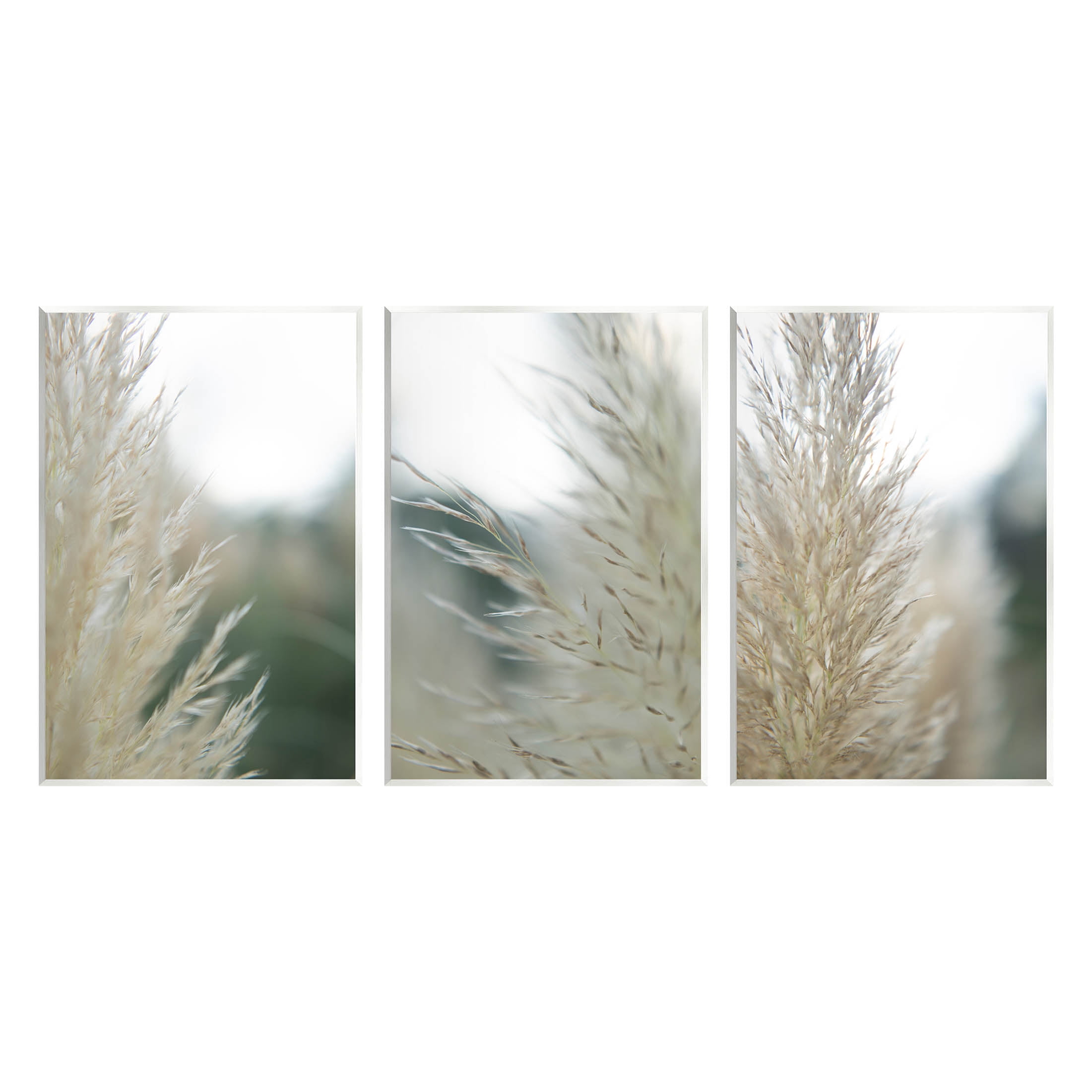 Stupell Industries Breezy Pampas Tall Grass Photograph Unframed Art Print Wall Art, Set of 3, Design by Jason Johnson