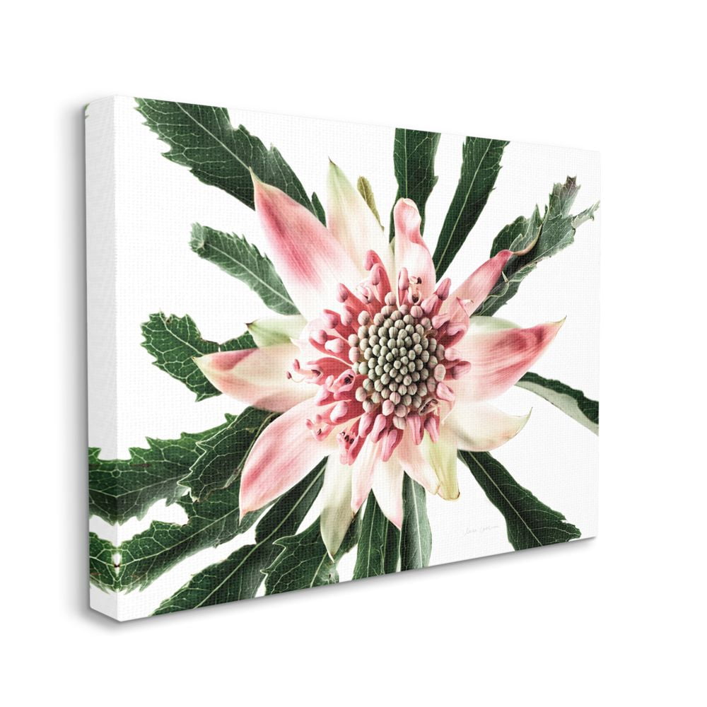 Stupell Industries Bright Close Up Flower Anther Pink White Photograph Canvas Wall Art Design by Elise Catterall, 24" x 30"