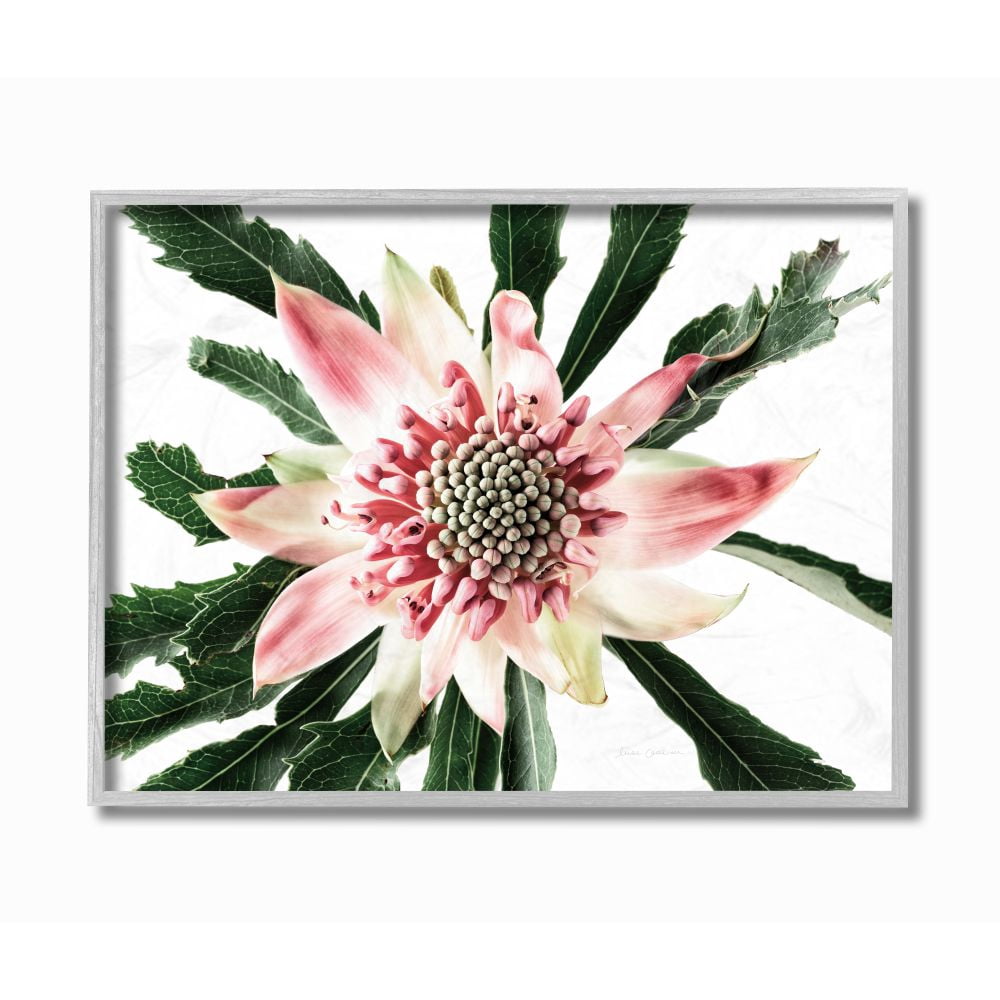 Stupell Industries Bright Close Up Flower Anther Pink White Photograph Framed Wall Art Design by Elise Catterall, 11" x 14", Gray Framed