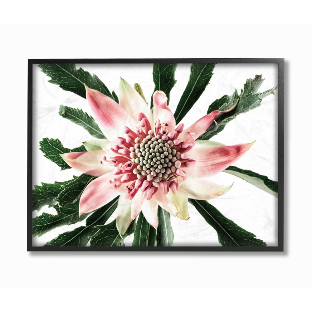 Stupell Industries Bright Close Up Flower Anther Pink White Photograph Framed Wall Art Design by Elise Catterall, 16" x 20", Black Framed
