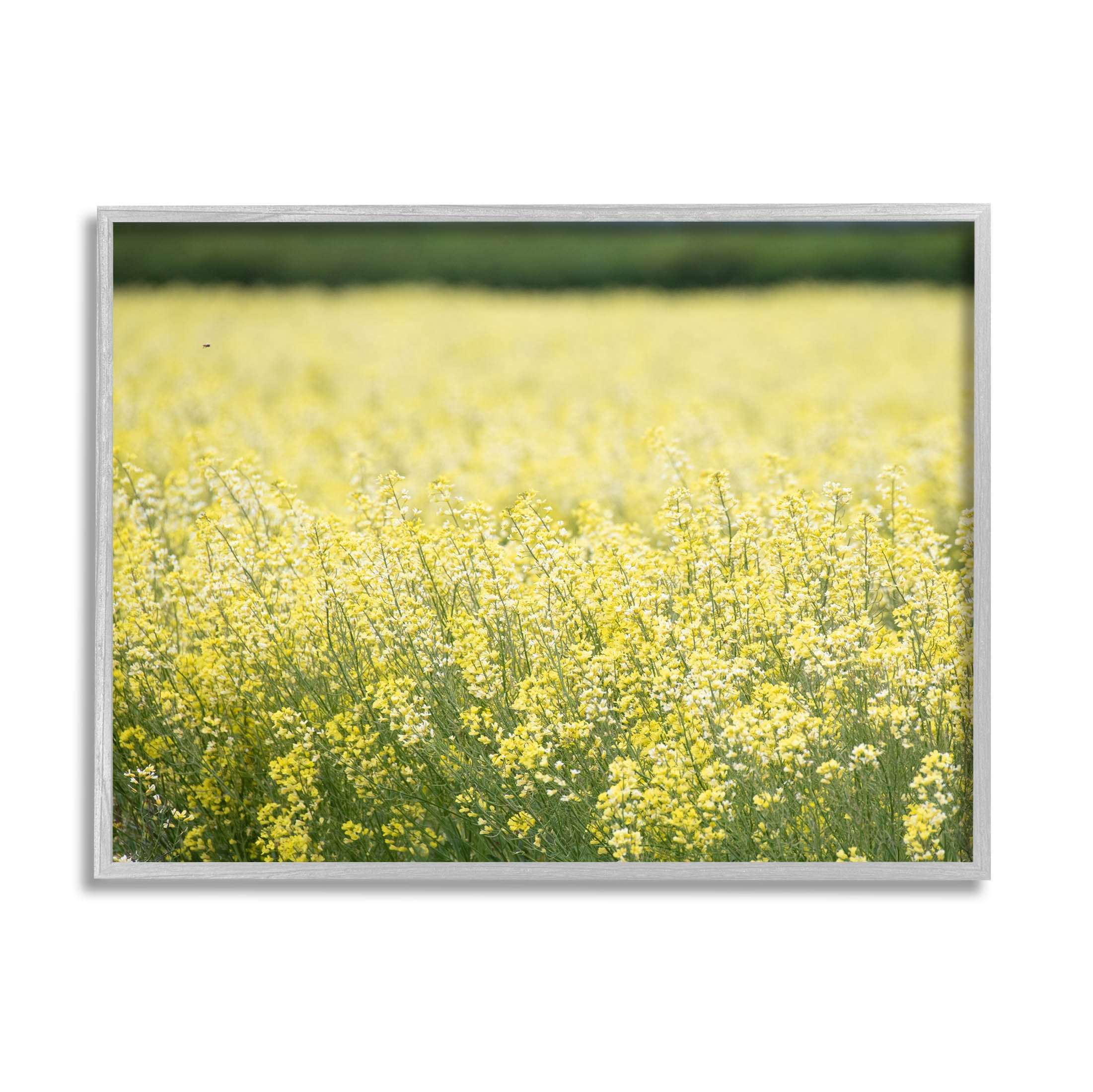 Stupell Industries Bright Country Meadow Wildflowers Photograph Gray Framed Art Print Wall Art, Design by Nancy Crowell