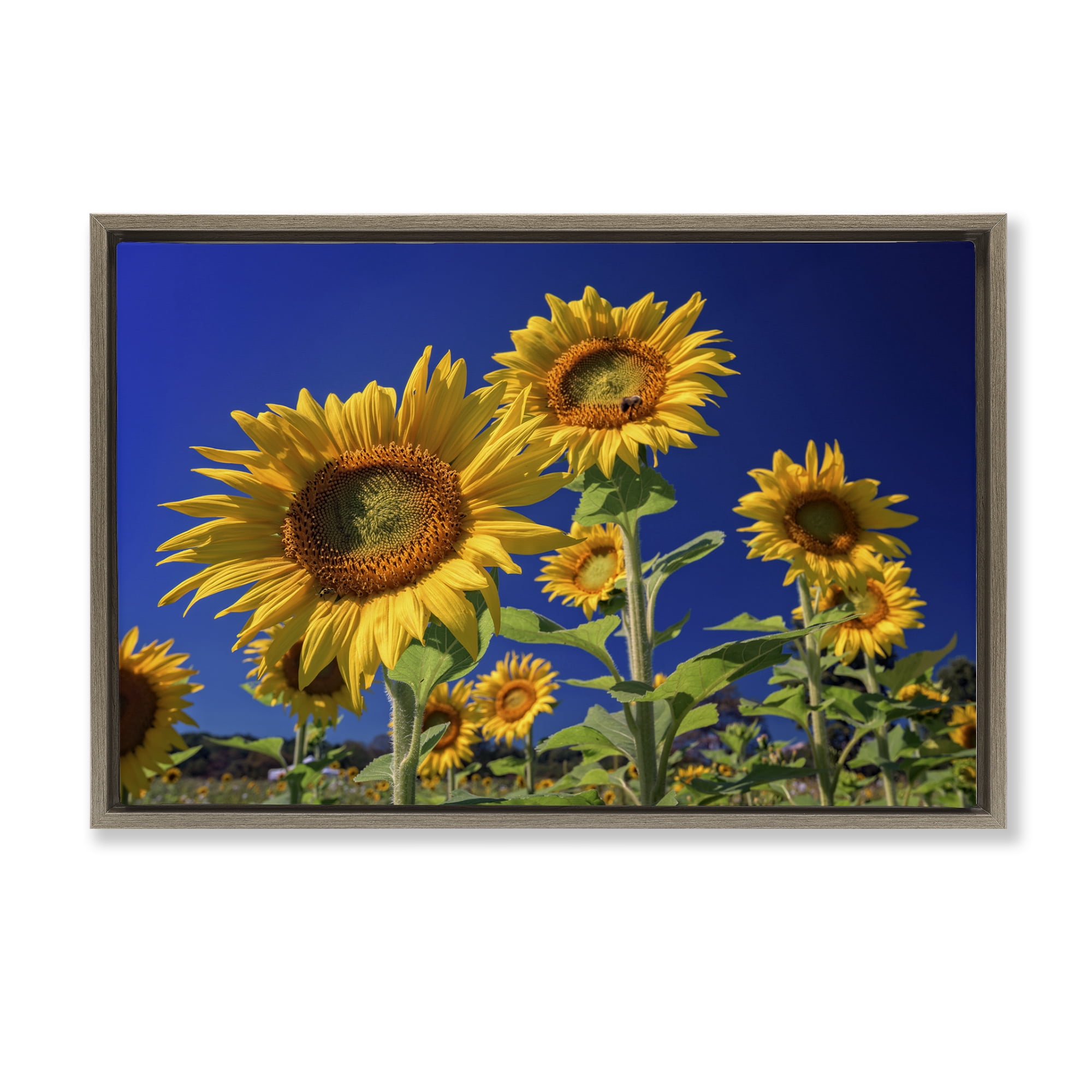 Stupell Industries Bright Sunflowers with Blue Sky Plants & Flowers Photography Brown Floater Framed Canvas Art Print Wall Art, 25 x 17