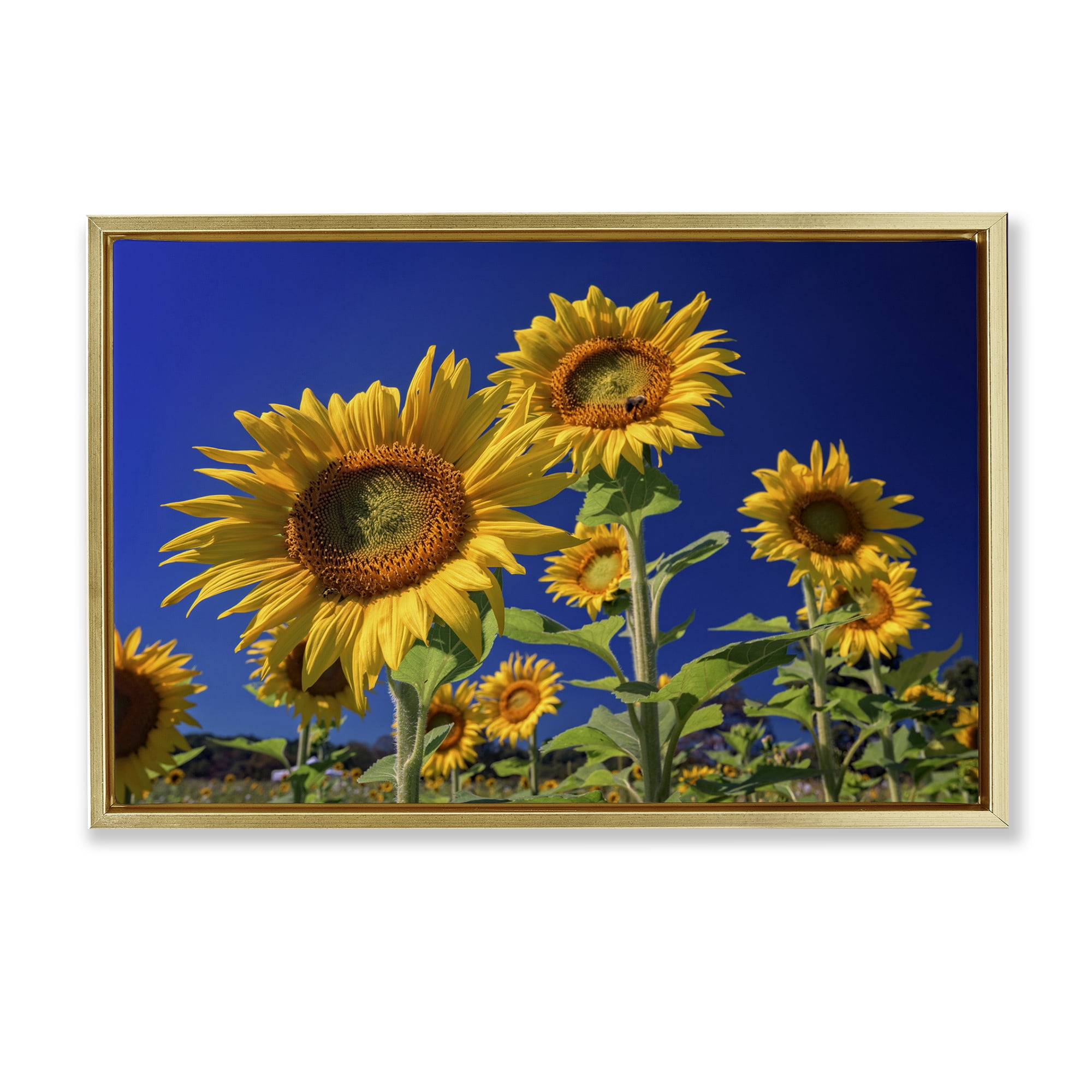 Stupell Industries Bright Sunflowers with Blue Sky Plants & Flowers Photography Gold Floater Framed Canvas Art Print Wall Art, 25 x 17