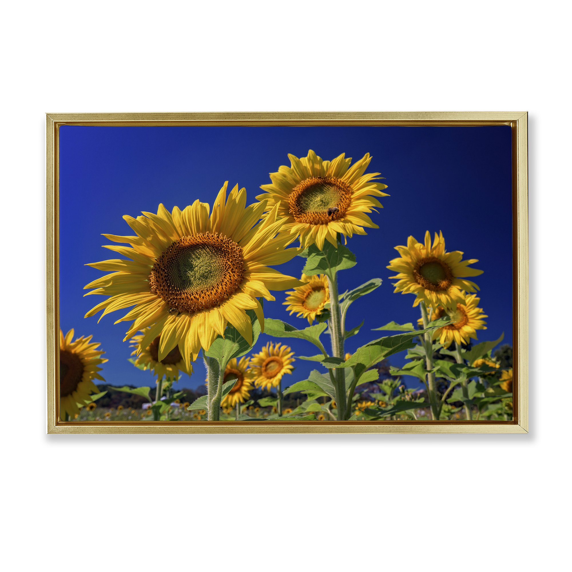 Stupell Industries Bright Sunflowers with Blue Sky Plants & Flowers Photography Gold Floater Framed Canvas Art Print Wall Art, 31 x 21
