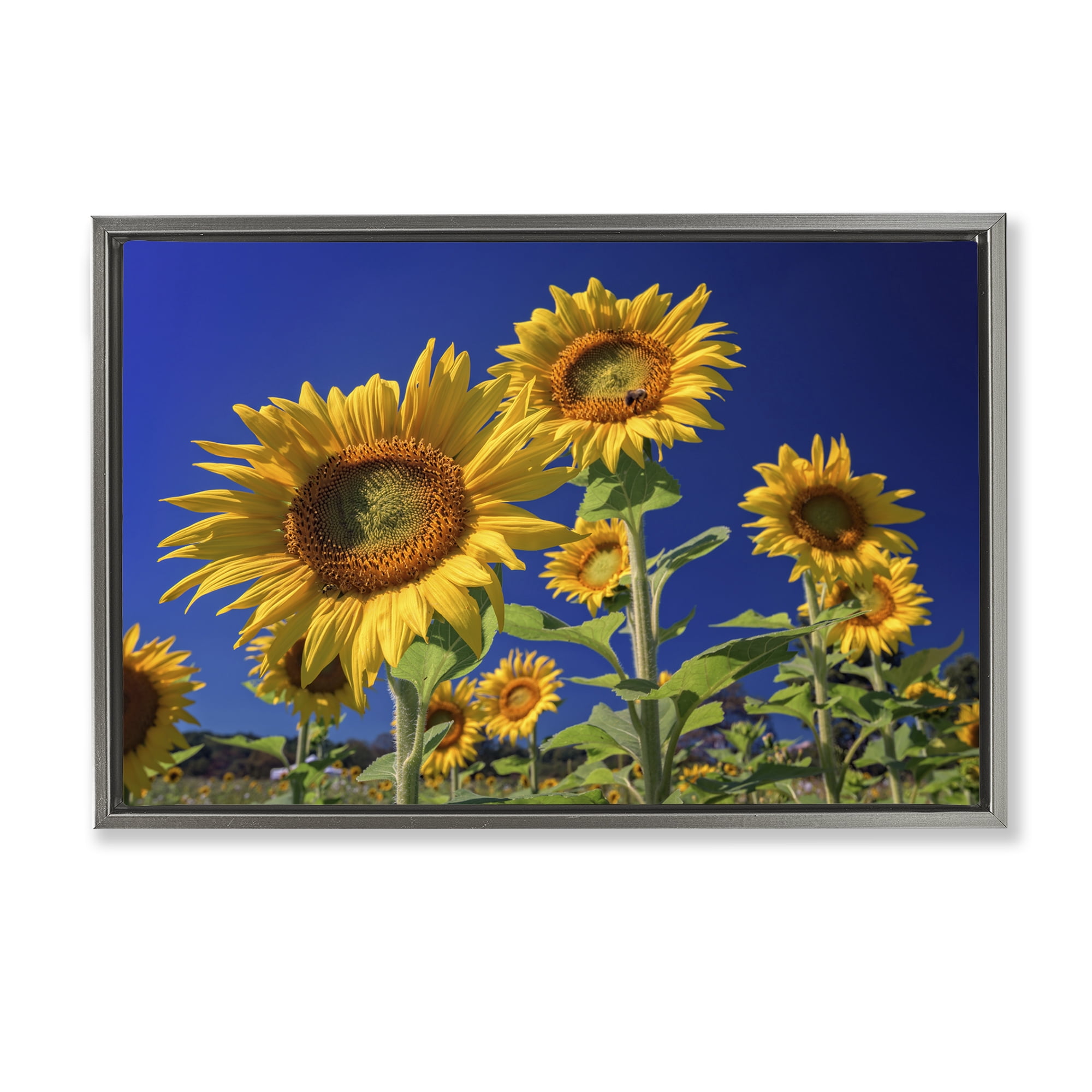 Stupell Industries Bright Sunflowers with Blue Sky Plants & Flowers Photography Gray Floater Framed Canvas Art Print Wall Art, 25 x 17