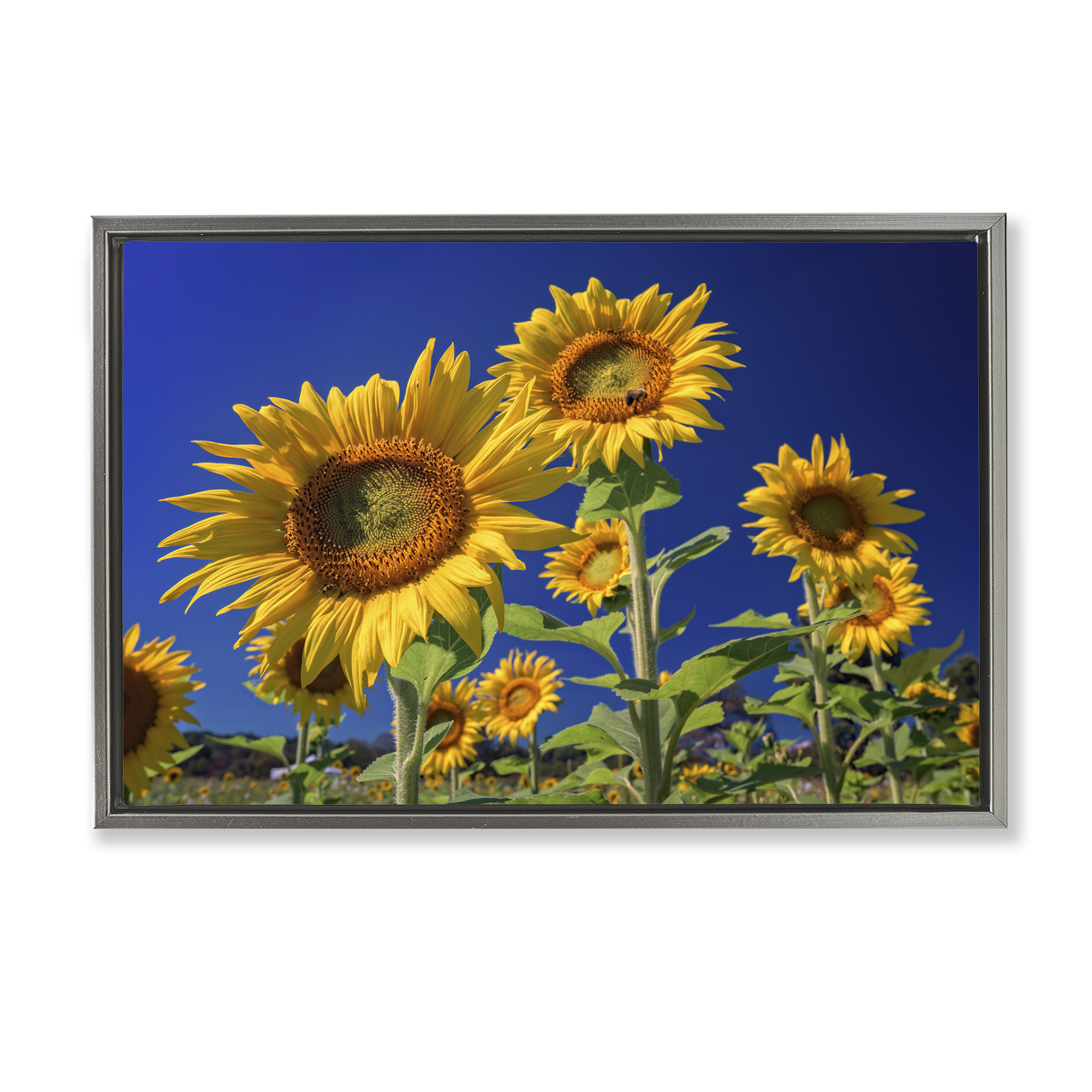 Stupell Industries Bright Sunflowers with Blue Sky Plants & Flowers Photography Gray Floater Framed Canvas Art Print Wall Art, 31 x 21