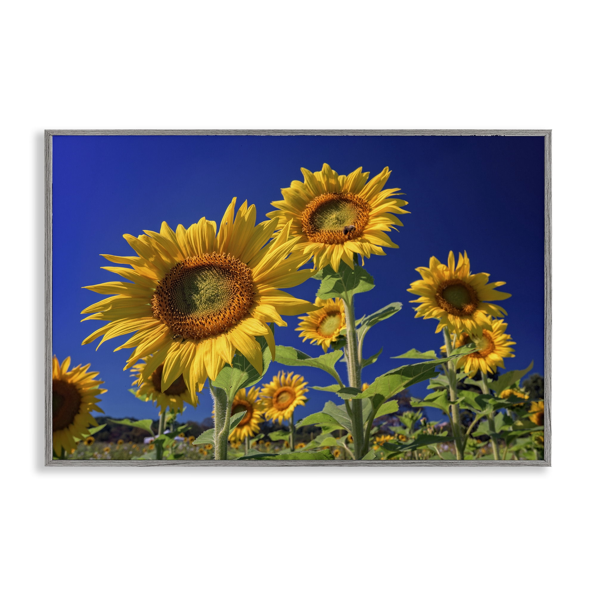 Stupell Industries Bright Sunflowers with Blue Sky Plants & Flowers Photography Gray Framed Art Print Wall Art, 24 x 16