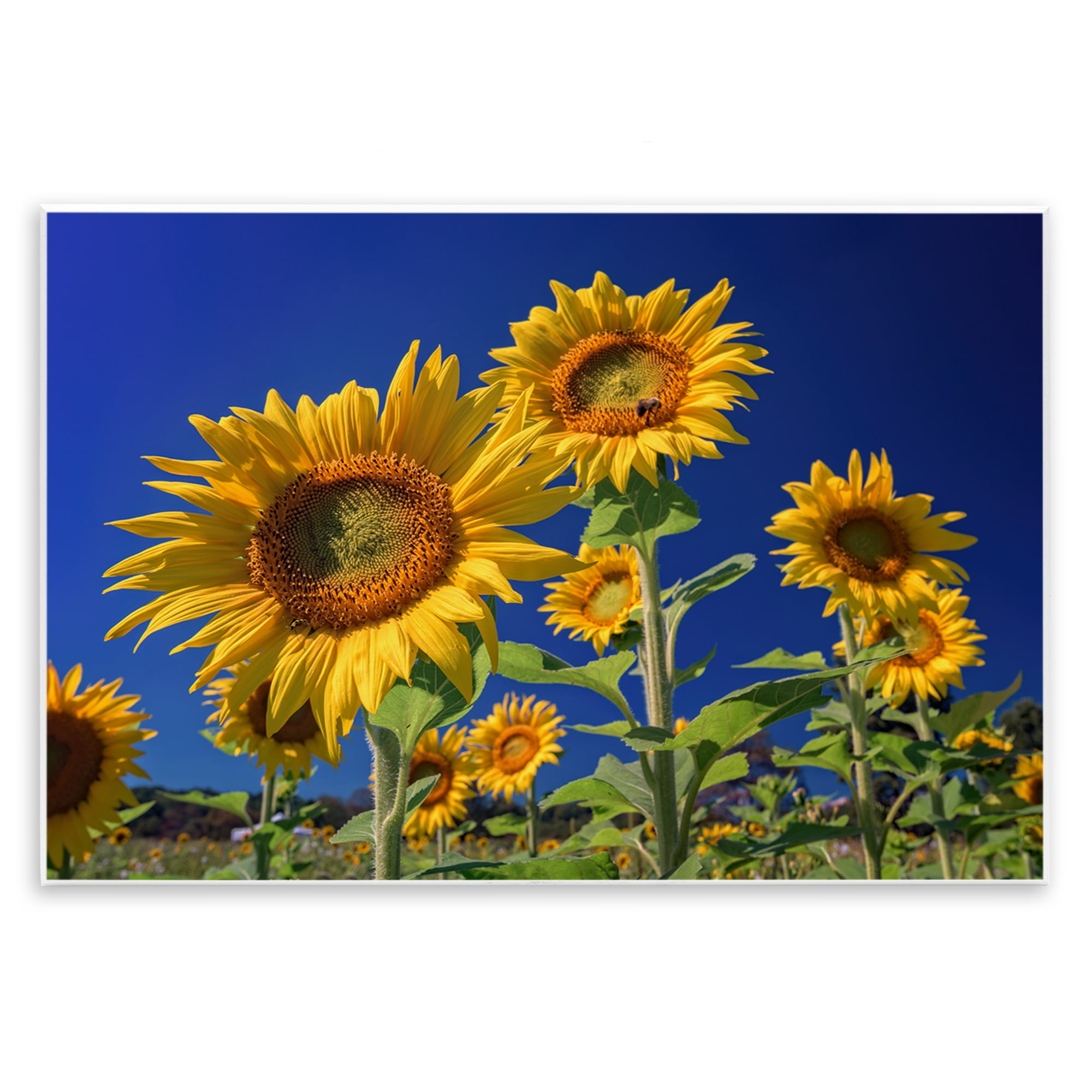 Stupell Industries Bright Sunflowers with Blue Sky Plants & Flowers Photography Unframed Art Print Wall Art, 19 x 13