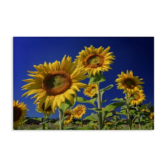 Stupell Industries Bright Sunflowers with Blue Sky Plants & Flowers Photography Wrapped Canvas Art Print Wall Art, 24 x 16