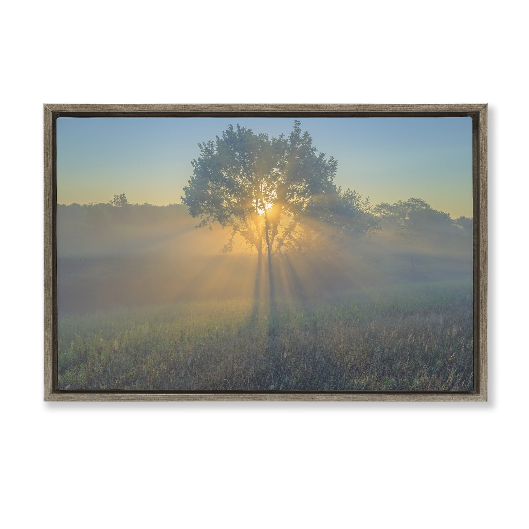 Stupell Industries Bright Sunlit Tree Landscape & Nature Photography Brown Floater Framed Canvas Art Print Wall Art, 31 x 21