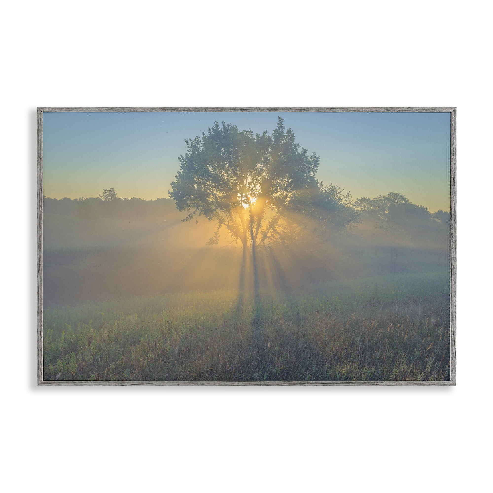 Stupell Industries Bright Sunlit Tree Landscape & Nature Photography Gray Framed Art Print Wall Art, 24 x 16