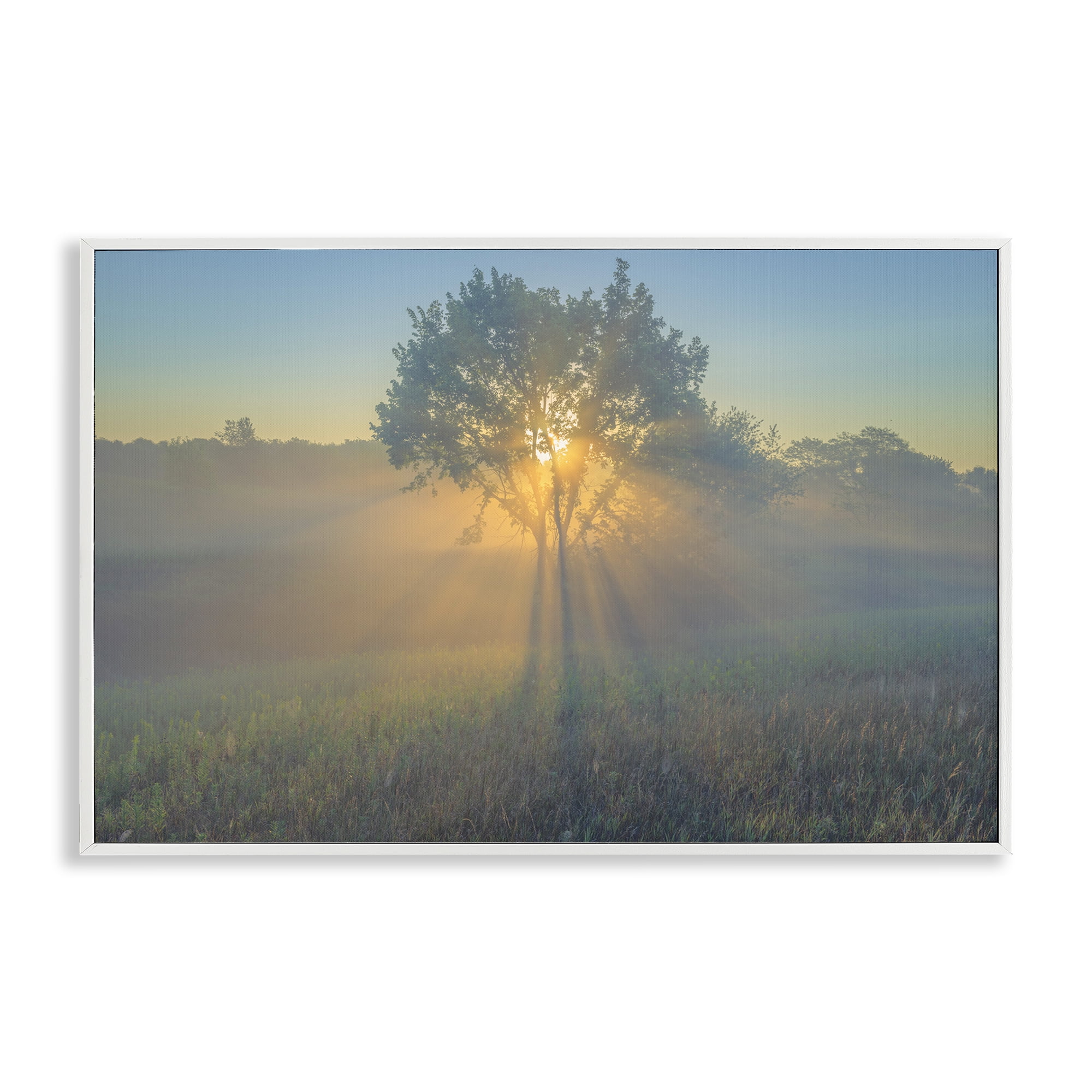 Stupell Industries Bright Sunlit Tree Landscape & Nature Photography White Framed Art Print Wall Art, 18 x 12