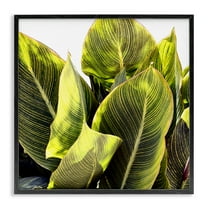Stupell Industries Bright Tropical Leaves Botanical & Floral Painting Black Framed Art Print Wall Art, 12 x 12