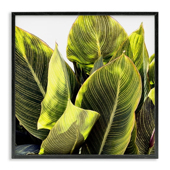 Stupell Industries Bright Tropical Leaves Botanical & Floral Painting Black Framed Art Print Wall Art, 12 x 12