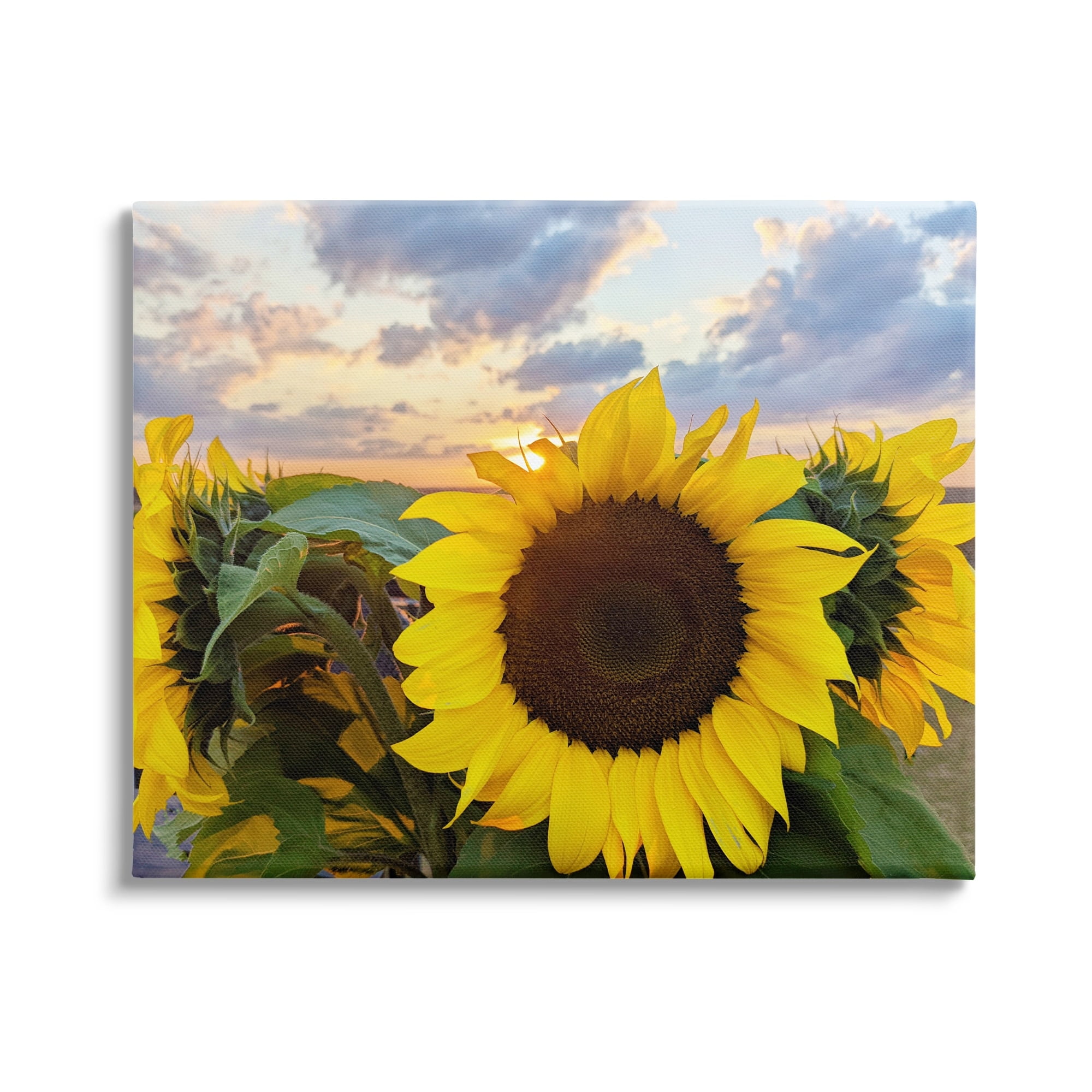Stupell Industries Bright Yellow Sunflowers Blooming Warm Sunrise Sky Canvas Wall Art, 30 x 24, Design by Kali Wilson