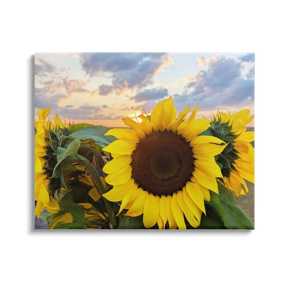 Stupell Industries Bright Yellow Sunflowers Blooming Warm Sunrise Sky Canvas Wall Art, 48 x 36, Design by Kali Wilson