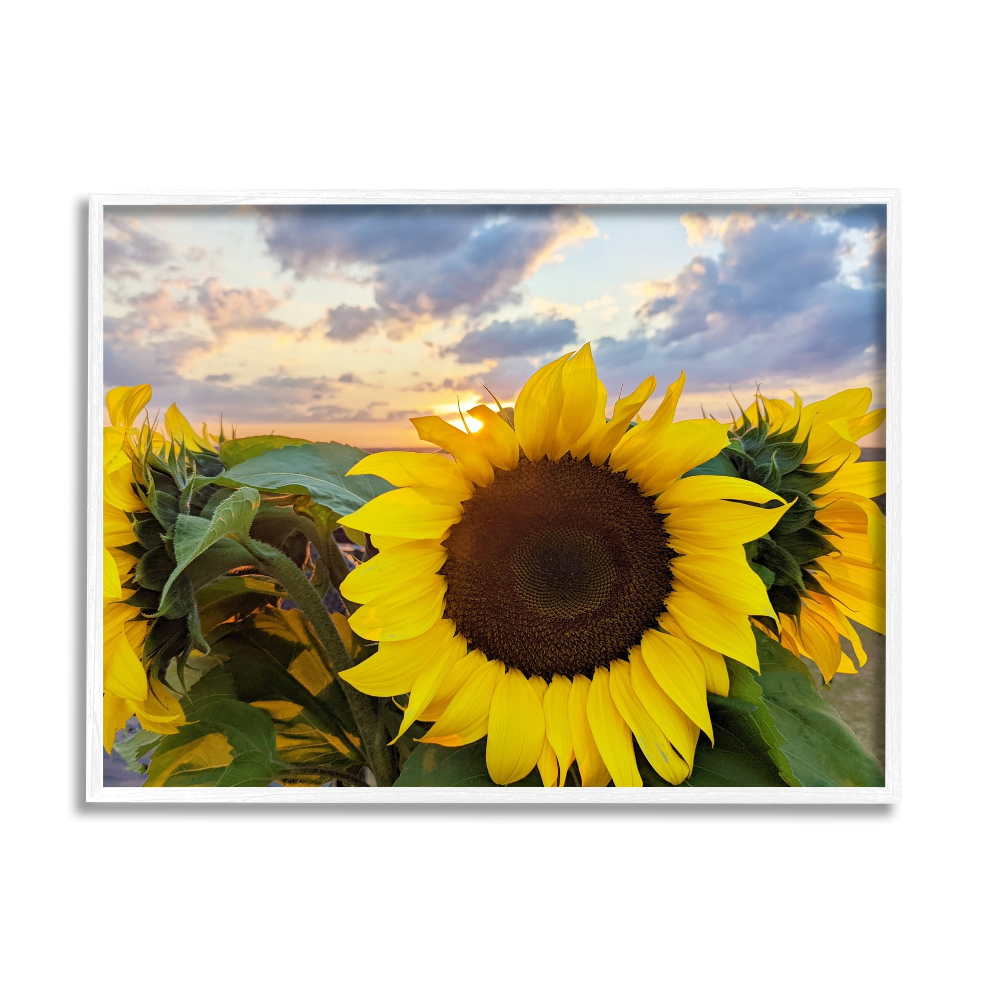 Stupell Industries Bright Yellow Sunflowers Blooming Warm Sunrise Sky Framed Wall Art, 14 x 11, Design by Kali Wilson