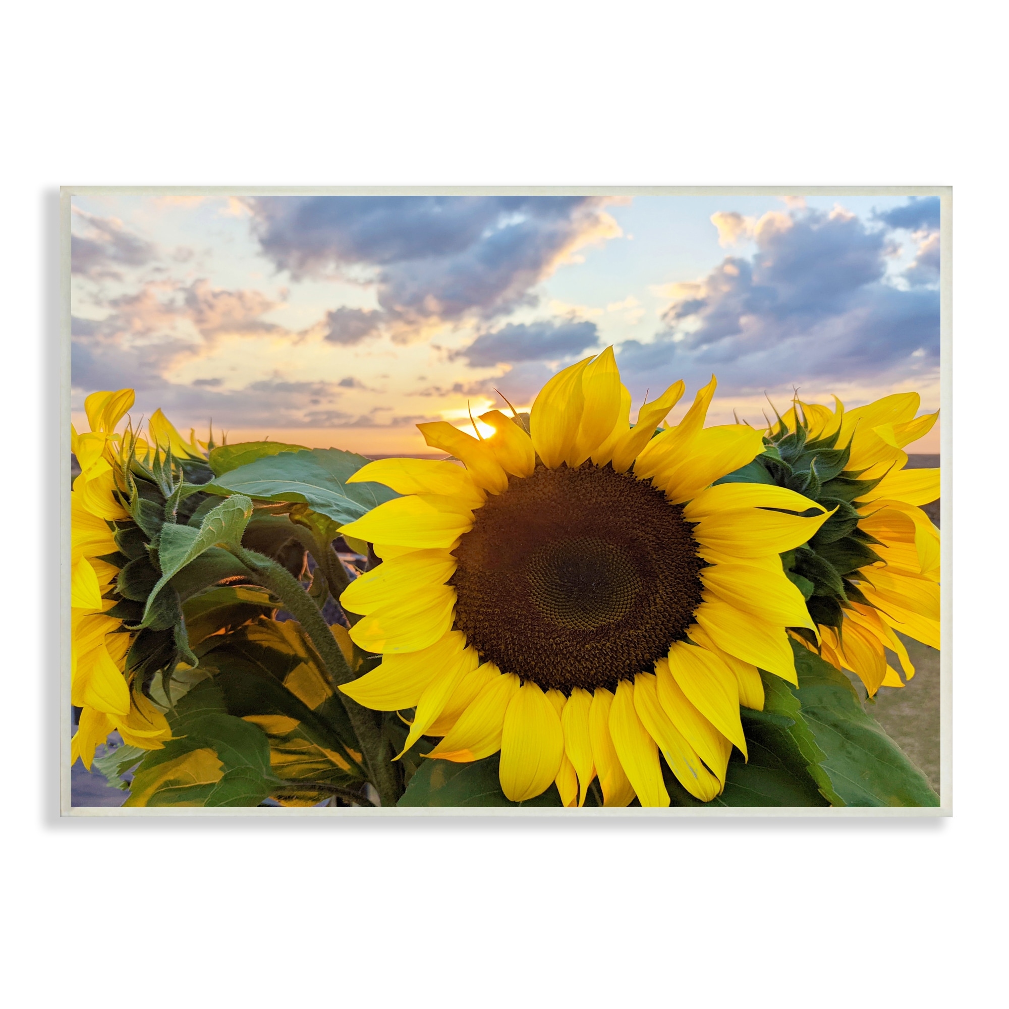 Stupell Industries Bright Yellow Sunflowers Blooming Warm Sunrise Sky Wood Wall Art, 19 x 13, Design by Kali Wilson