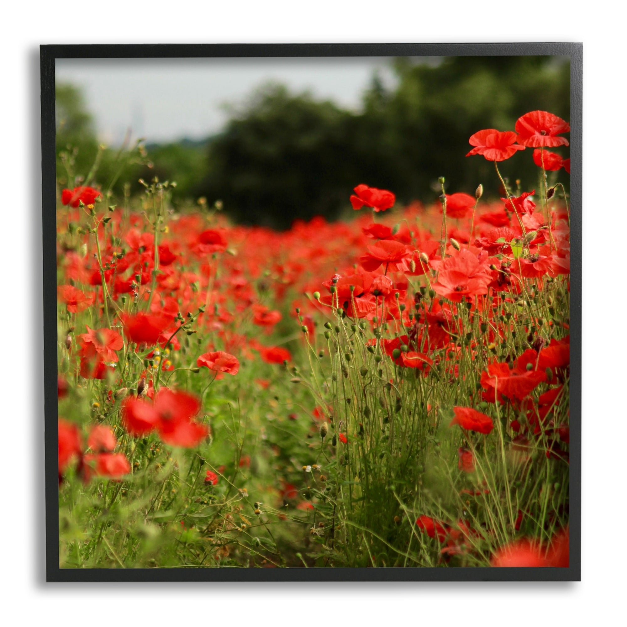 Stupell Industries Brilliant Red Poppy Meadow Scenic Flower Blooms Photograph Black Framed Art Print Wall Art, Design by Dan Meneely