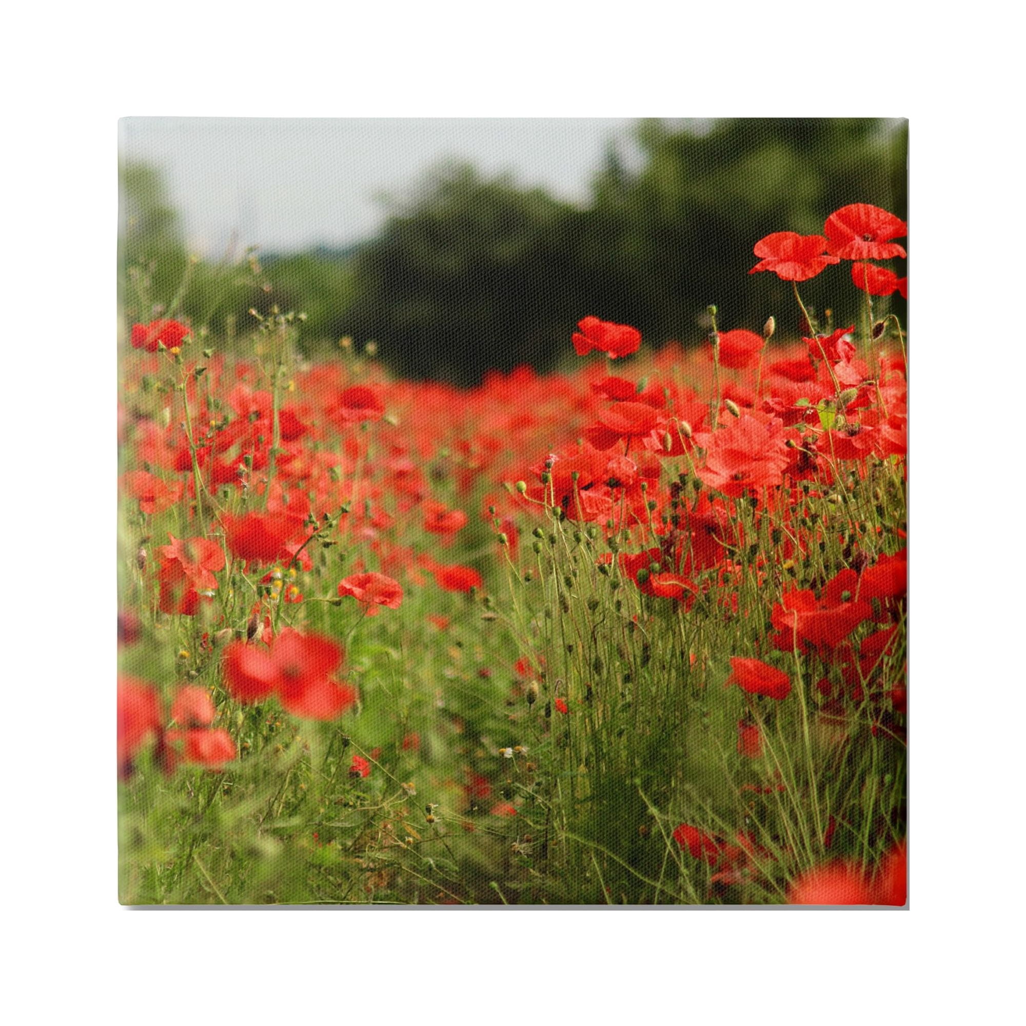 Stupell Industries Brilliant Red Poppy Meadow Scenic Flower Blooms Photograph Gallery Wrapped Canvas Print Wall Art, Design by Dan Meneely