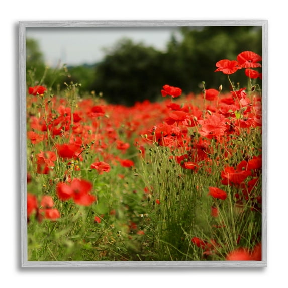 Stupell Industries Brilliant Red Poppy Meadow Scenic Flower Blooms Photograph Gray Framed Art Print Wall Art, Design by Dan Meneely