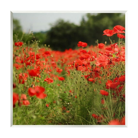 Stupell Industries Brilliant Red Poppy Meadow Scenic Flower Blooms Photograph Unframed Art Print Wall Art, Design by Dan Meneely