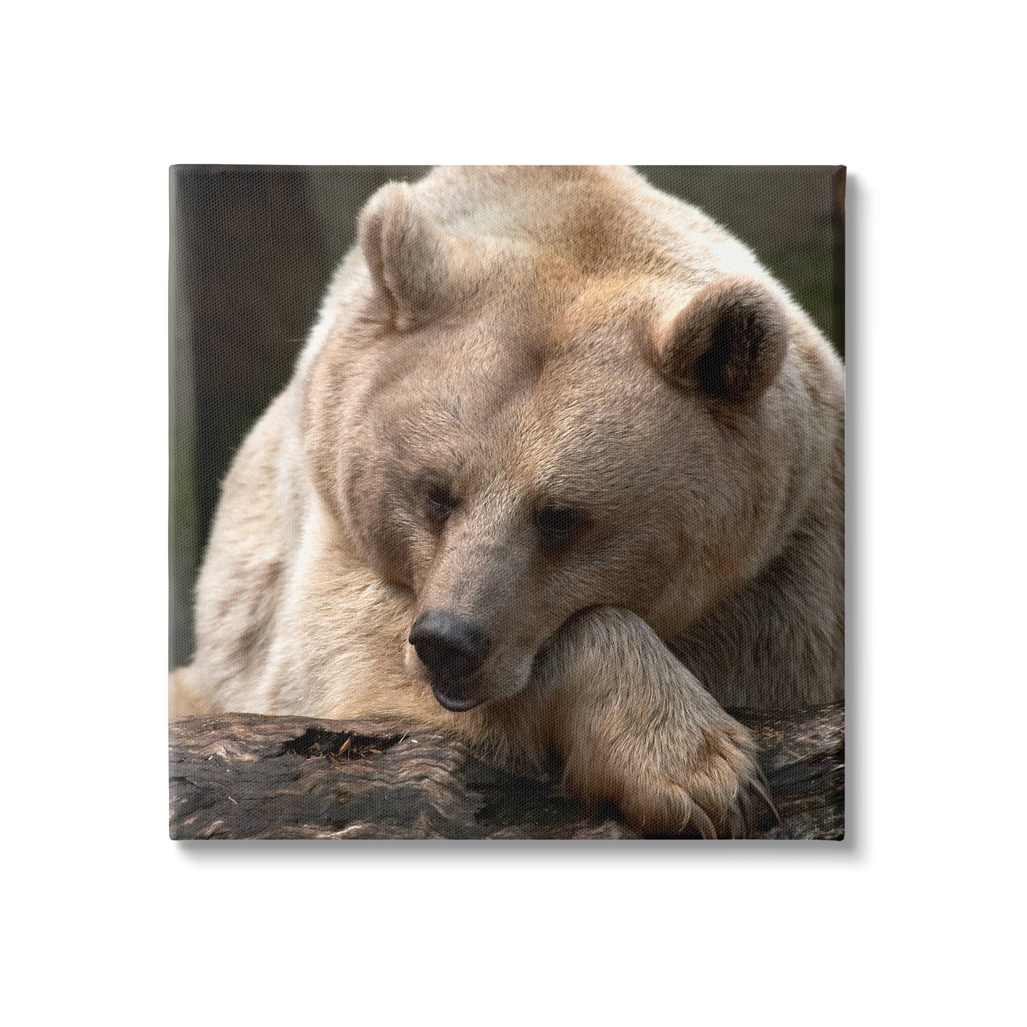 Stupell Industries Brown Bear Forest Wildlife Animals & Insects Photography Gallery Wrapped Canvas Print Wall Art
