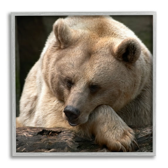 Stupell Industries Brown Bear Forest Wildlife Animals & Insects Photography Gray Framed Art Print Wall Art