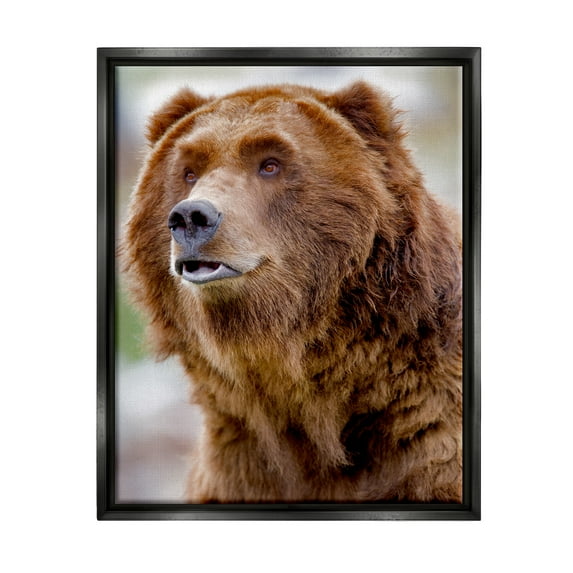 Stupell Industries Brown Bear Portrait Animals & Insects Photography Black Floater Framed Art Print Wall Art, 25 x 31