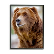 Stupell Industries Brown Bear Portrait Animals & Insects Photography Black Framed Art Print Wall Art, 11 x 14