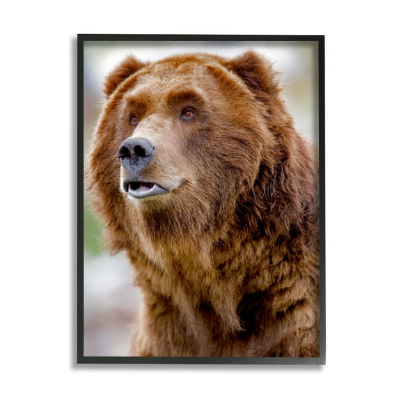 Stupell Industries Brown Bear Portrait Animals & Insects Photography Black Framed Art Print Wall Art, 11 x 14