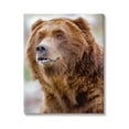 thumbnail image 1 of Stupell Industries Brown Bear Portrait Animals & Insects Photography Gallery Wrapped Canvas Print Wall Art, 24 x 30, 1 of 7