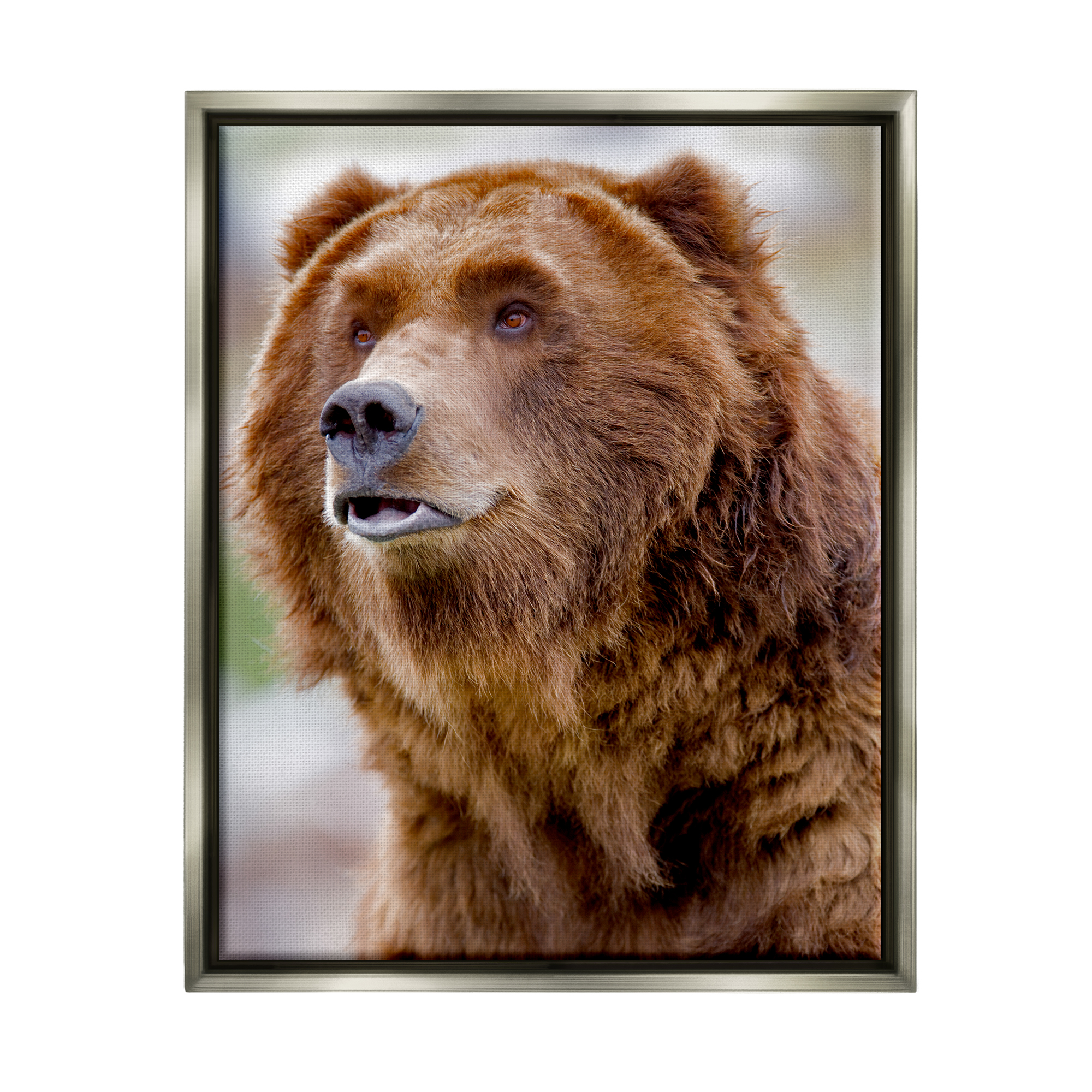 Stupell Industries Brown Bear Portrait Animals & Insects Photography Gray Floater Framed Art Print Wall Art, 17 x 21