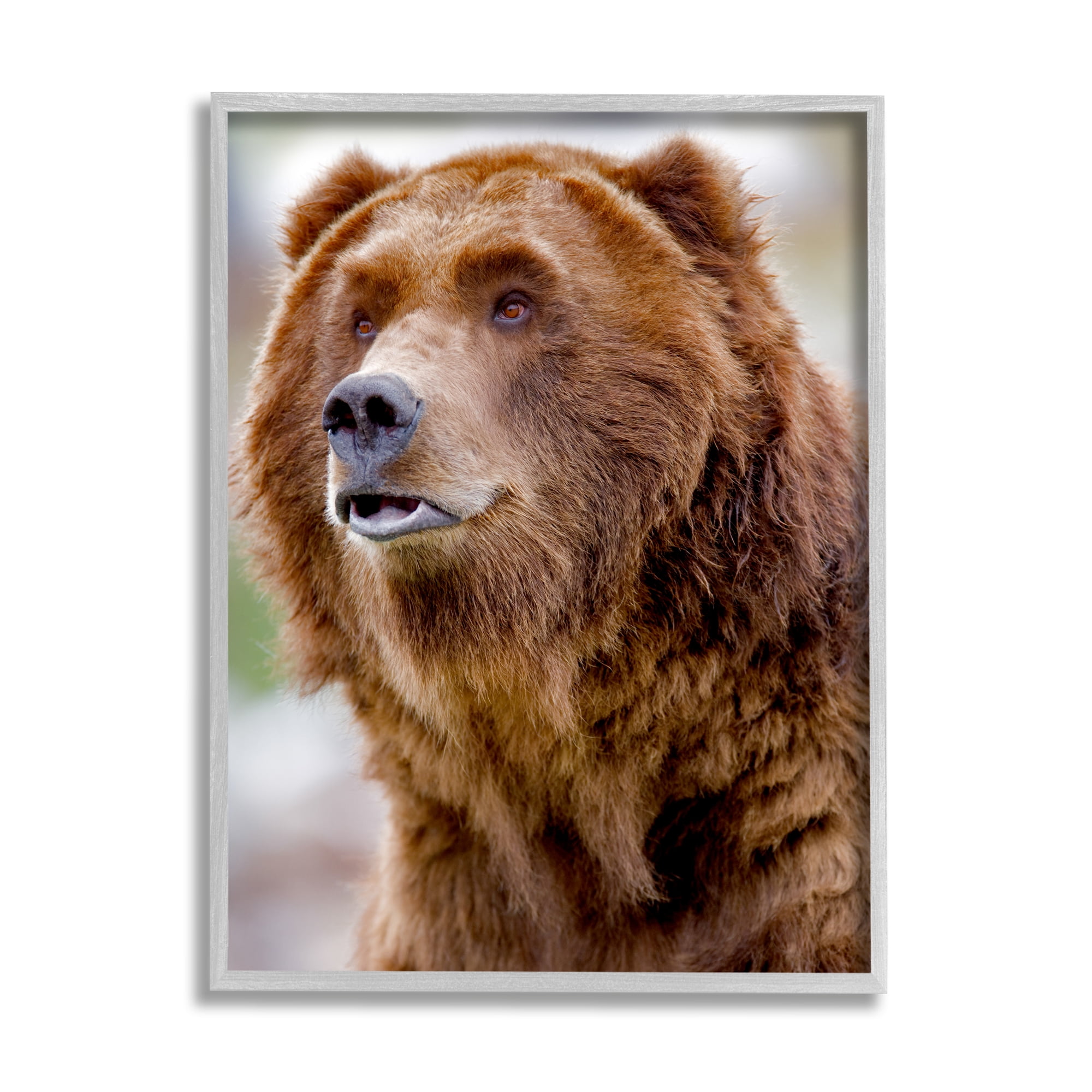 Stupell Industries Brown Bear Portrait Animals & Insects Photography Gray Framed Art Print Wall Art, 11 x 14